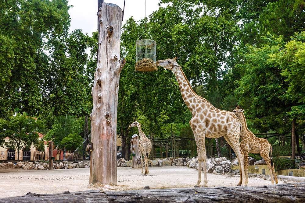 Get Wild at the Lisbon Zoo