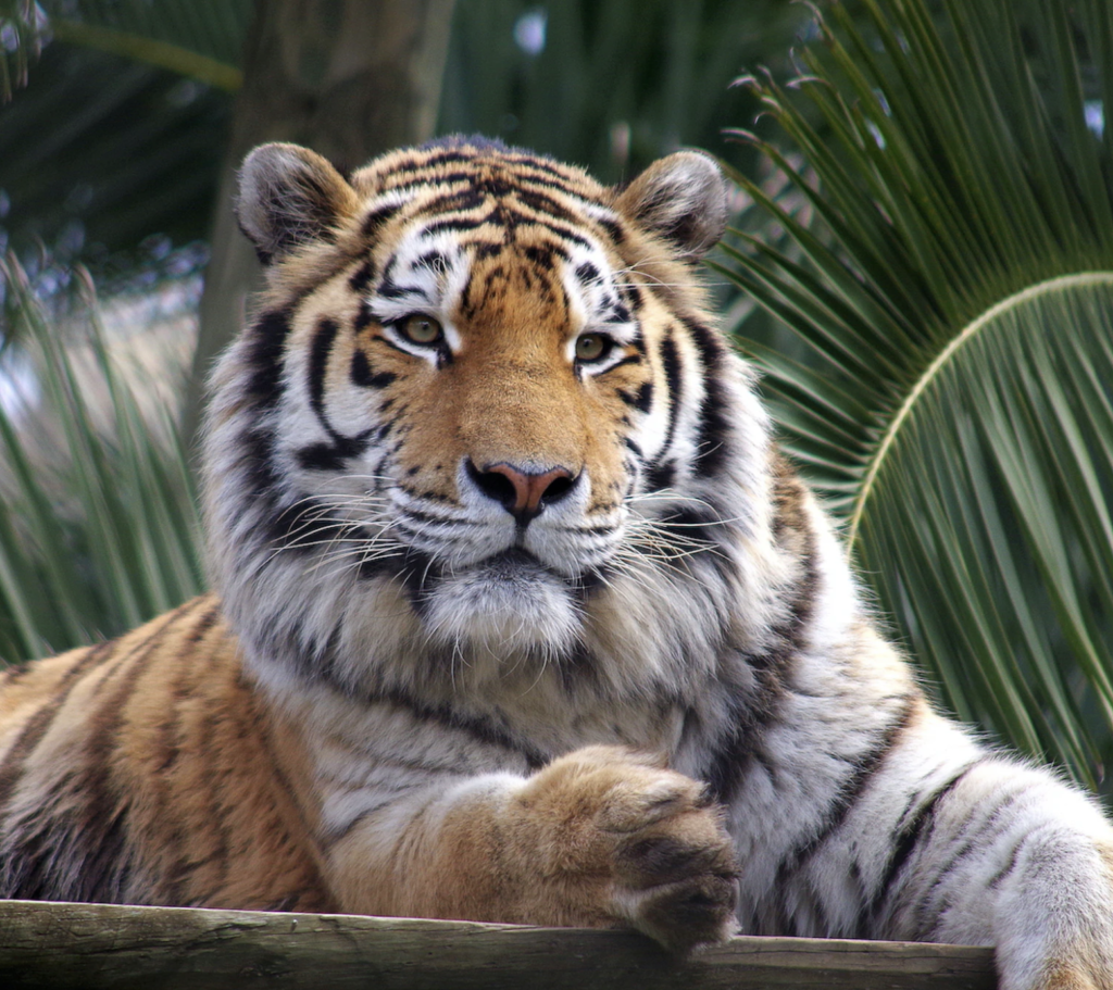 lisbon zoo