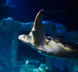 SEA LIFE Porto- Entry Ticket