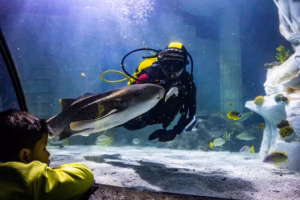 SEA LIFE Porto- Entry Ticket