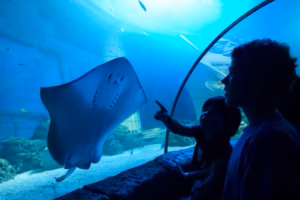 SEA LIFE Porto- Entry Ticket