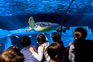 SEA LIFE Porto- Entry Ticket