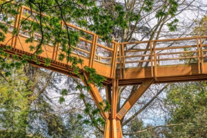 Serralves Foundation- All-Access Ticket
