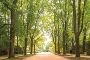 Serralves Foundation- All-Access Ticket